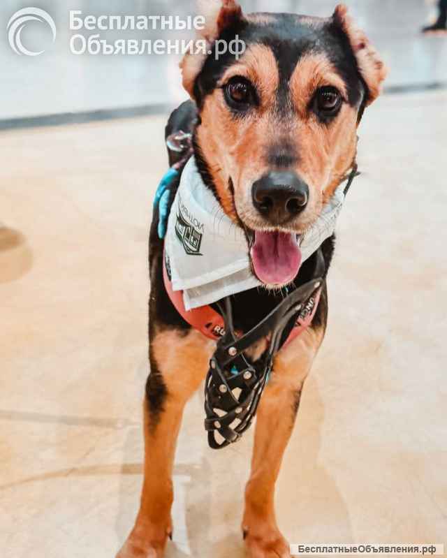 Очаровательная Молли ищет дом