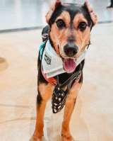 Очаровательная Молли ищет дом