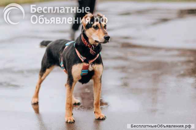 Очаровательная Молли ищет дом