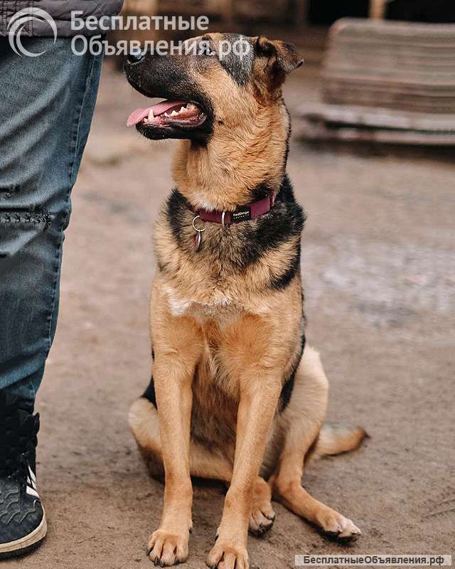 Кай, молодой домашний пес ищет дом