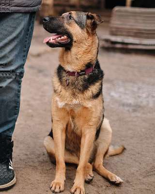 Кай, молодой домашний пес ищет дом