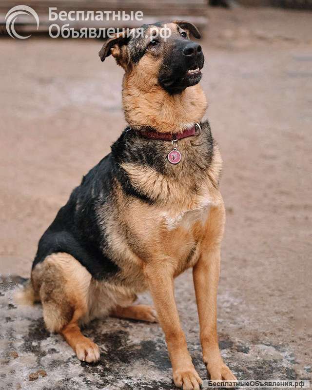 Кай, молодой домашний пес ищет дом