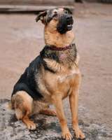 Кай, молодой домашний пес ищет дом