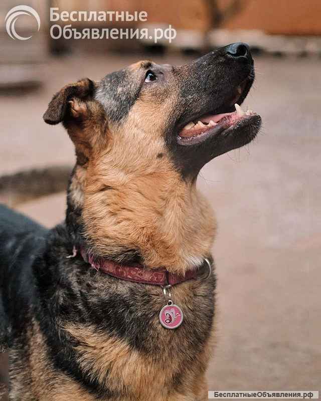 Кай, молодой домашний пес ищет дом