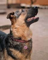 Кай, молодой домашний пес ищет дом