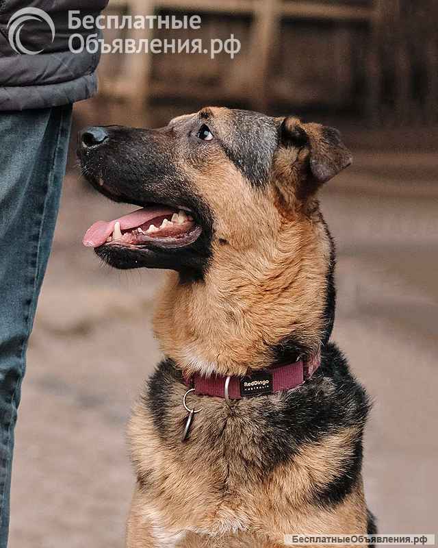 Кай, молодой домашний пес ищет дом