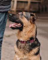 Кай, молодой домашний пес ищет дом