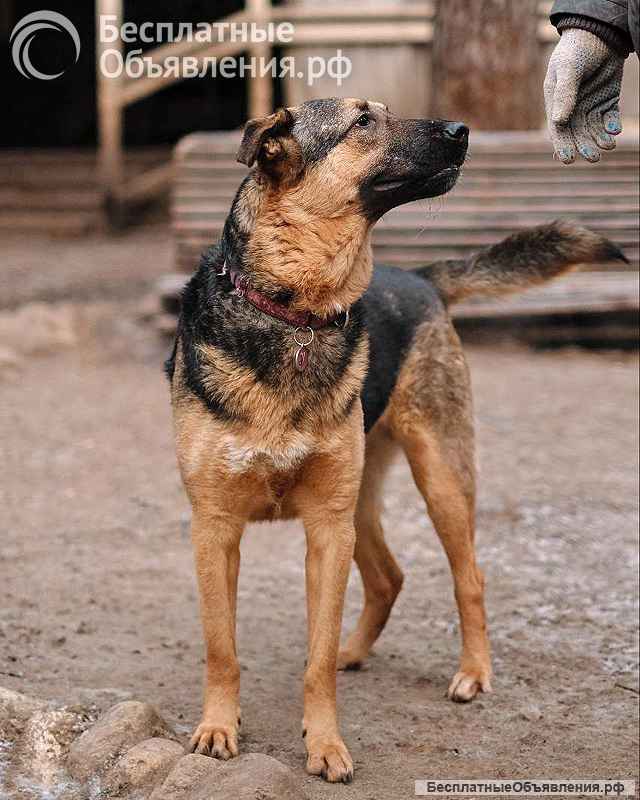 Кай, молодой домашний пес ищет дом