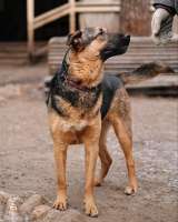 Кай, молодой домашний пес ищет дом