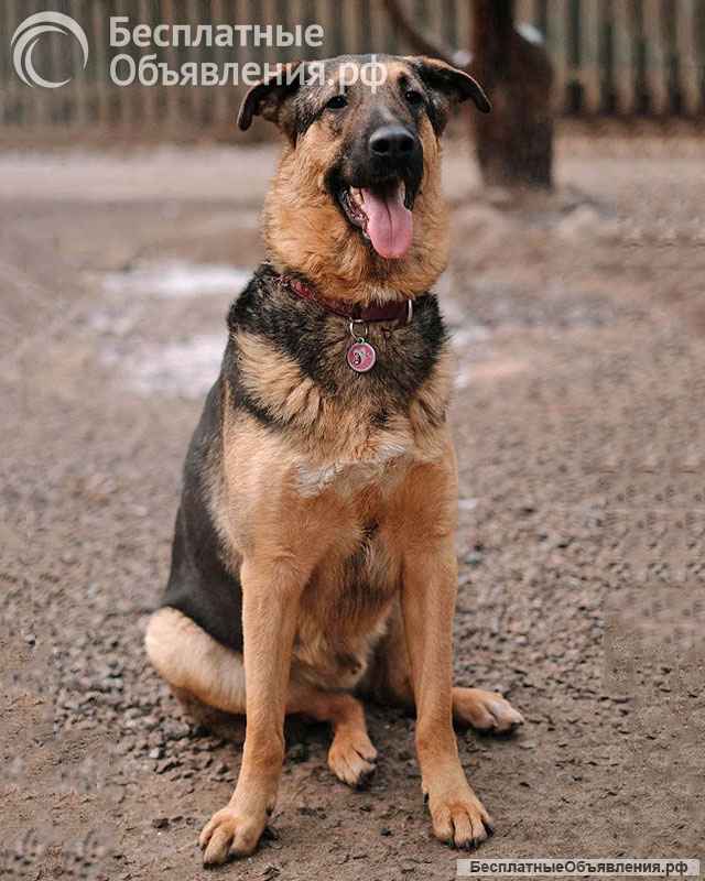 Кай, молодой домашний пес ищет дом