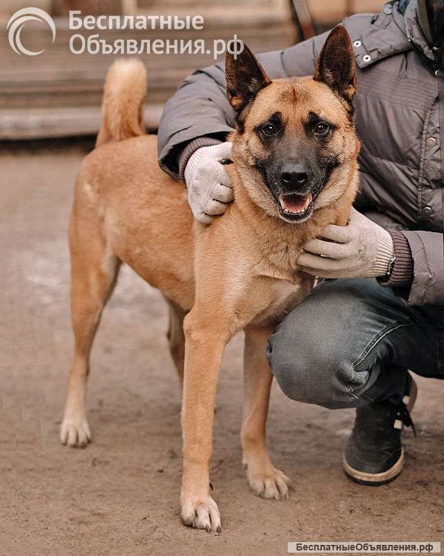 Красивая домашняя собака Плюша ищет дом