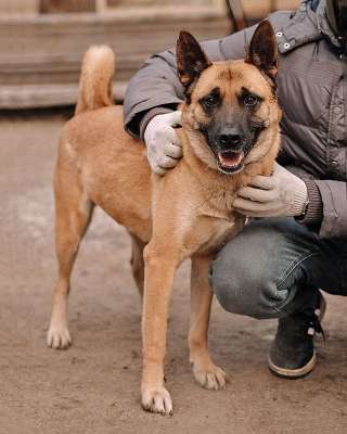 Красивая домашняя собака Плюша ищет дом