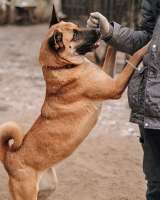 Красивая домашняя собака Плюша ищет дом