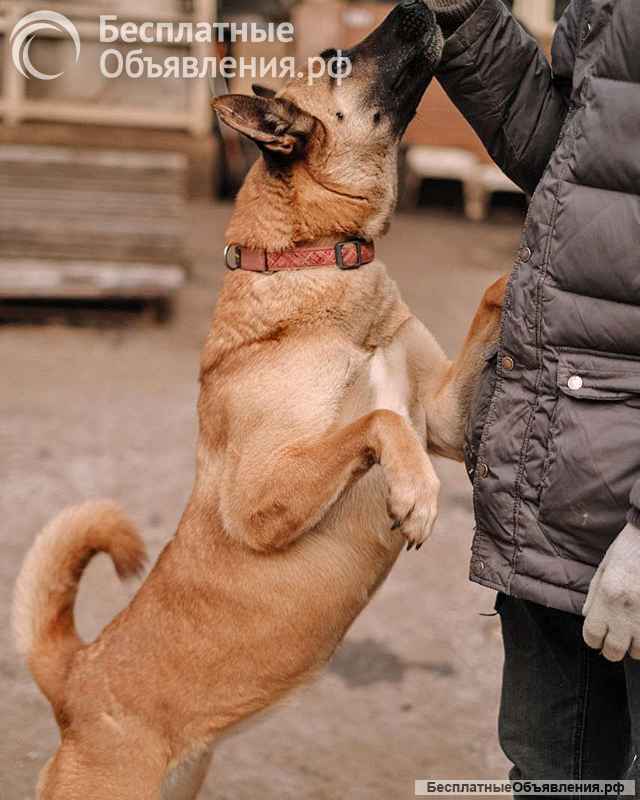 Красивая домашняя собака Плюша ищет дом