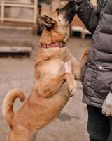 Красивая домашняя собака Плюша ищет дом