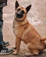 Красивая домашняя собака Плюша ищет дом