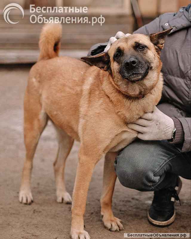 Красивая домашняя собака Плюша ищет дом