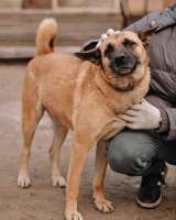 Красивая домашняя собака Плюша ищет дом