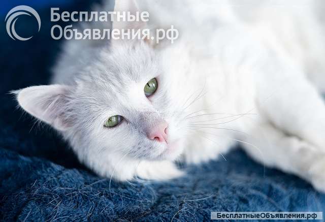 Белоснежный красавец, домашний котик Ченя ищет дом