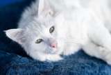Белоснежный красавец, домашний котик Ченя ищет дом