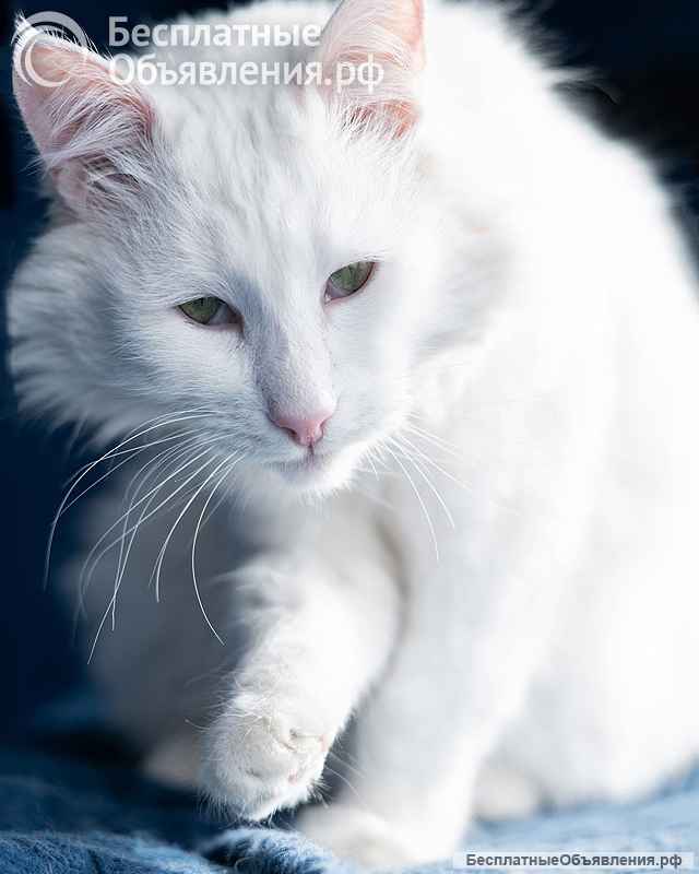 Белоснежный красавец, домашний котик Ченя ищет дом