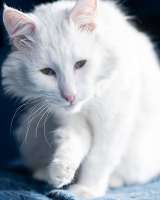 Белоснежный красавец, домашний котик Ченя ищет дом