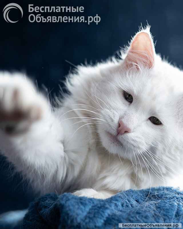 Белоснежный красавец, домашний котик Ченя ищет дом