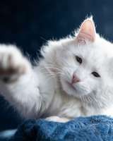 Белоснежный красавец, домашний котик Ченя ищет дом