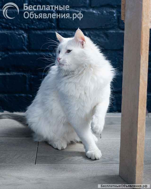 Белоснежный красавец, домашний котик Ченя ищет дом