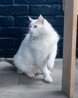 Белоснежный красавец, домашний котик Ченя ищет дом