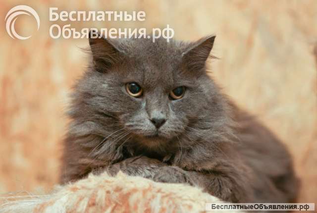 Кот Зефир ищет дом