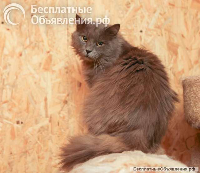 Кот Зефир ищет дом