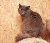 Кот Зефир ищет дом