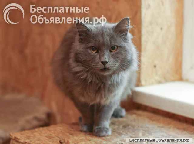 Кот Зефир ищет дом