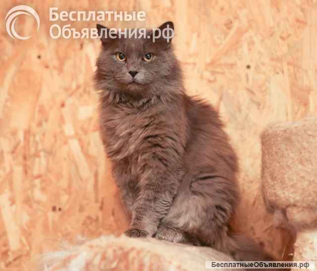 Кот Зефир ищет дом