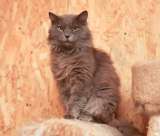 Кот Зефир ищет дом