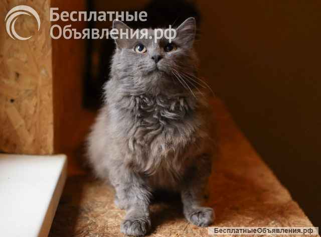 Кот Зефир ищет дом