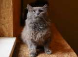 Кот Зефир ищет дом