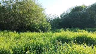 Участок 5.96 сотки Покровская Гатчина 1 800 000 руб. газ и свет по границе