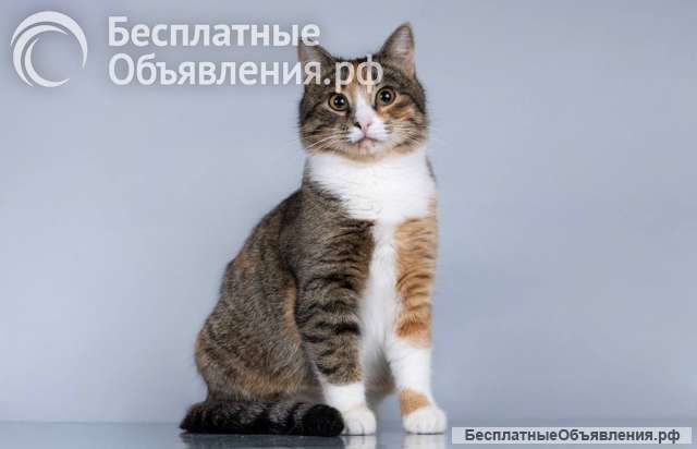 Молоденькая кошечка Трикси ищет дом