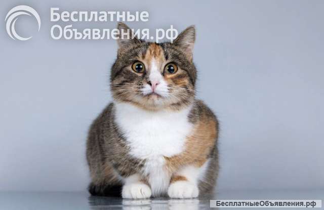 Молоденькая кошечка Трикси ищет дом