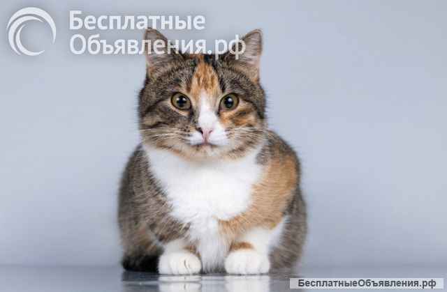 Молоденькая кошечка Трикси ищет дом