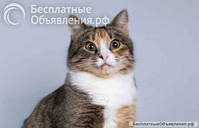 Молоденькая кошечка Трикси ищет дом