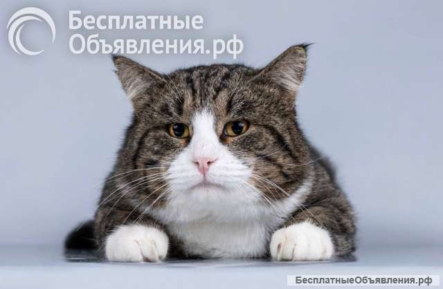 Молодой котик Бакс ищет дом