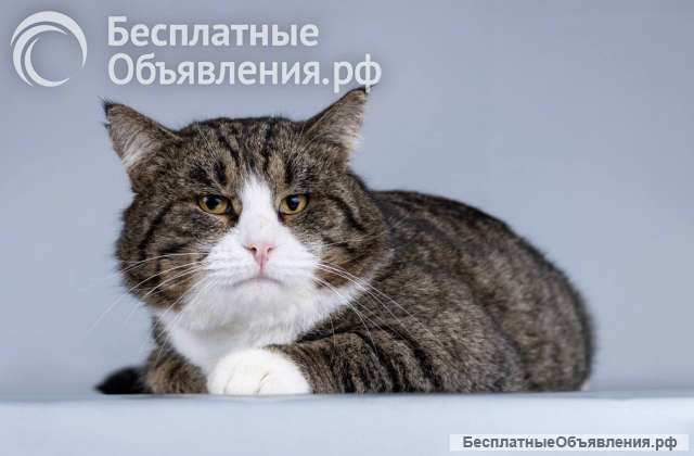 Молодой котик Бакс ищет дом