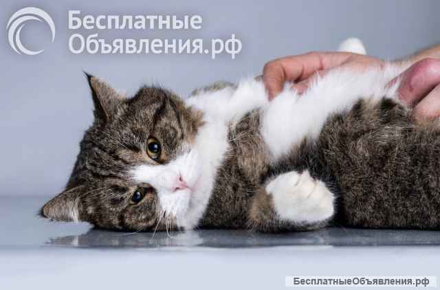 Молодой котик Бакс ищет дом