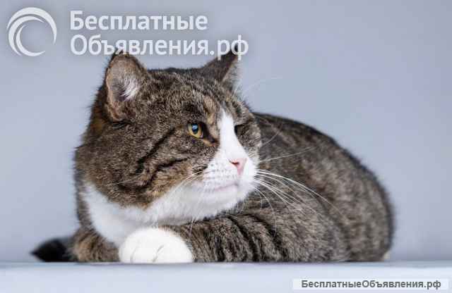 Молодой котик Бакс ищет дом