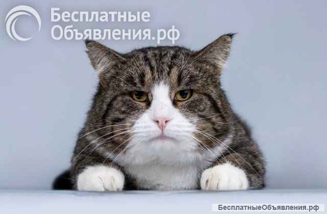 Молодой котик Бакс ищет дом