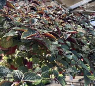 Растения для озеленения - купить в Москве из питомника