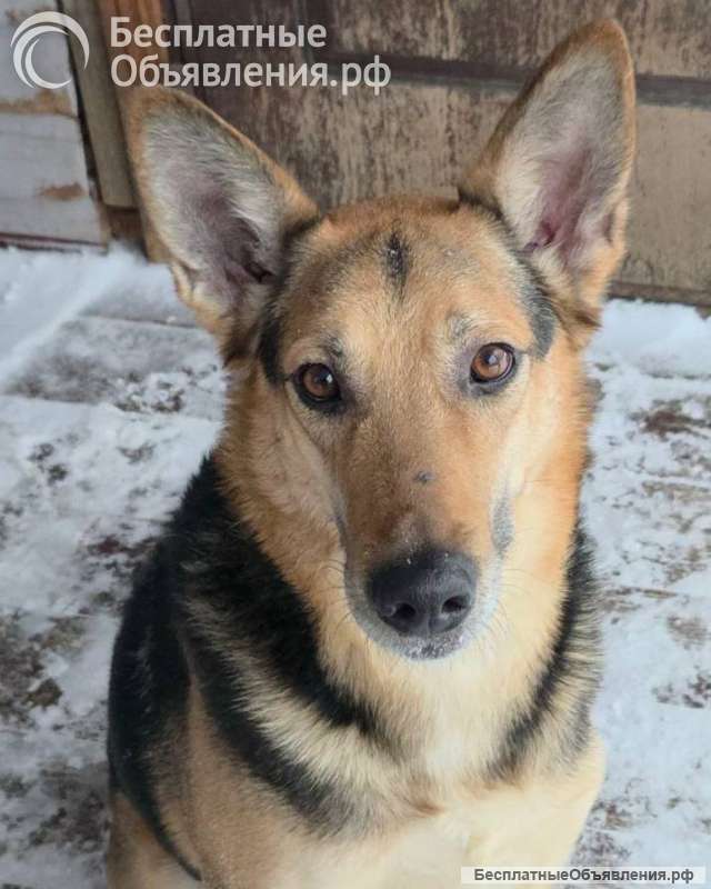 Пес Семен ищет новый дом